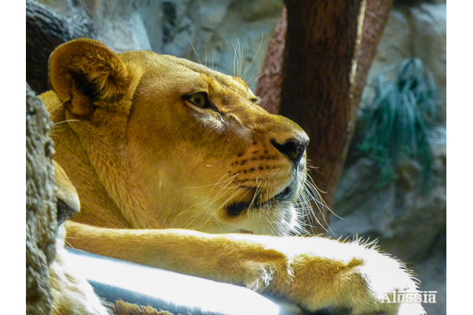 UN PENIQUE POR TUS PENSAMIENTOS